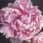 Peony I giclee art print