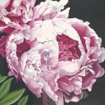 Peony II giclee art print
