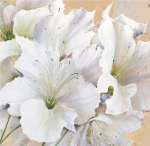 Perfection In White art print