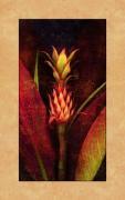 John Seba art print