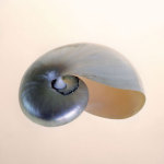 Polished Nautilus giclee art print