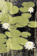 Pond Blossoms giclee art print