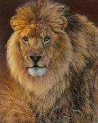 Power and Presence- African Lion giclee art print