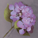 Purple Hydrangea giclee art print
