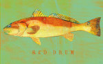 Red Drum giclee art print