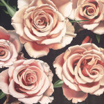 Roses giclee art print