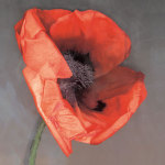 Rossa giclee art print