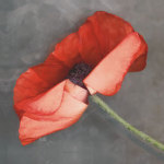 Rouge giclee art print