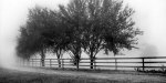 Row of Trees 2 giclee art print