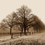Row of Trees giclee art print