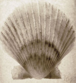 Scallop Shell giclee art print