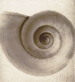 Snail Shell giclee art print