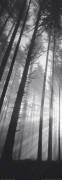 Spencer Butte Park, Sunburst through foggy forest, Oregon art print