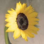 Sunflower giclee art print