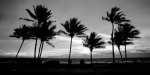 Sunrise Palms giclee art print