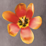 Sunshine Tulip giclee art print