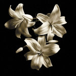 Three Lilies giclee art print