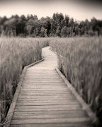 Towards Woods giclee art print