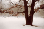 Tranquility giclee art print