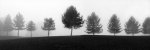 Tree Line giclee art print