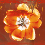 Tulip Fresco (red) giclee art print