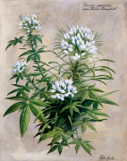 Peter Motz art print