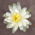 Water Lily giclee art print