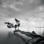 Water Tree giclee art print