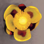 Waterlily giclee art print
