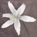 White Lily giclee art print