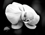White Orchid giclee art print