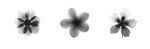 X-Ray Frangipani Triptych giclee art print
