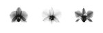X-Ray Orchid Triptych giclee art print