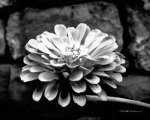 Zinnia giclee art print