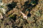 Aerial view of Okavango Delta, Giraffe (Giraffa camelopardalis), Botswana giclee art print