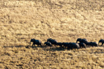 Aerial view of african elephant herd (Loxodonta africana), Okavango Delta, Botswana giclee art print