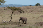 African Elephant (Loxodonta africana), Masai Mara, Kenya giclee art print