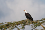 African Fish Eagle (Haliaeetus vocifer), Loisaba Wilderness Conservancy, Laikipia, Kenya giclee art print
