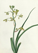 Albuca altissima giclee art print