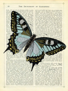 Angled Butterfly giclee art print
