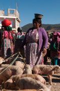 Animal market, San Francisco El Alto, Guatemala giclee art print