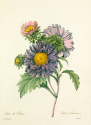 Aster de Chine : Aster Chinensis giclee art print