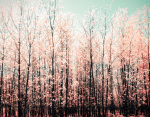 Awash giclee art print