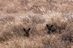 Bat-eared fox (Otocyon megalotis), Deception Valley, Central Kalahari Game Reserve, Botswana giclee art print