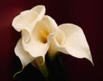 Beaulieu Calla Lilies giclee art print