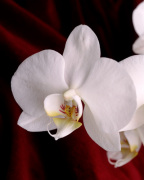 Beaulieu Orchid giclee art print