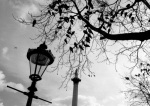 Birds waiting, Trafalgar Square giclee art print