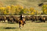 Bison roundup, Custer State Park, Black Hills, Wyoming, USA giclee art print
