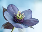 Black Hellebore giclee art print