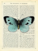 Blue Butterfly giclee art print